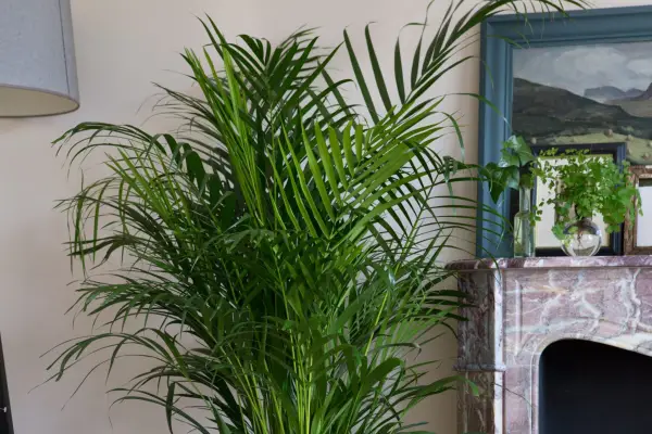 Chrysalidocarpus lutescens