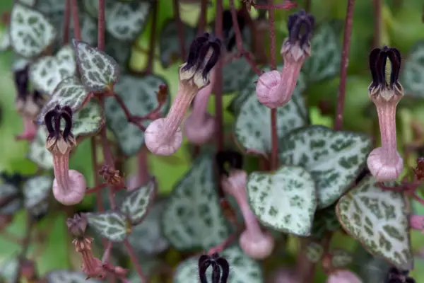 Ceropegia woodii