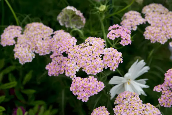 Achillea 'Appleblood'