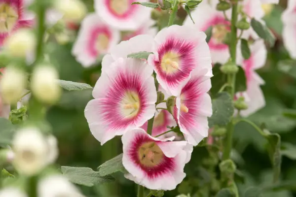 Alcea Rosea „Halo Blush”