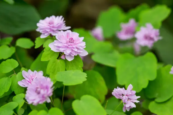 Anemonella thaltrotroides f. Rosea 'Oscar Schoaf'