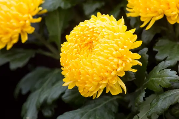 Chrysantemum „Misty Golden”