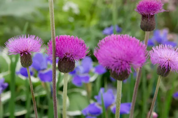 Cirsium heterophyllum