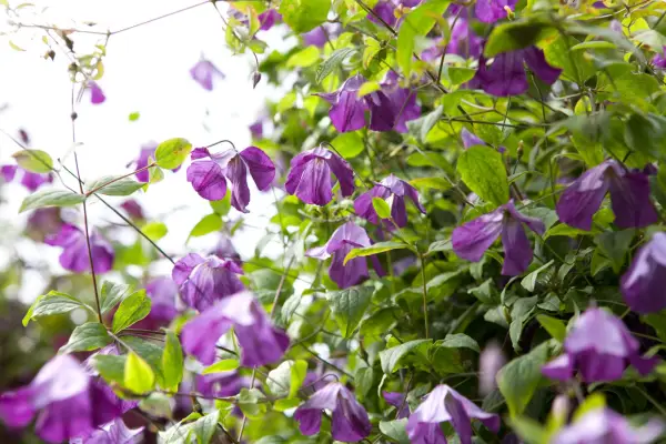 Clematis 'Little Bas'