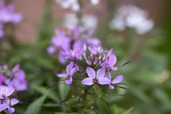 Cleome Hassleriana 'Senorita Rosalita'