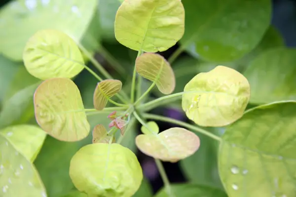 Cotinus cogggygria „zlatý duch“