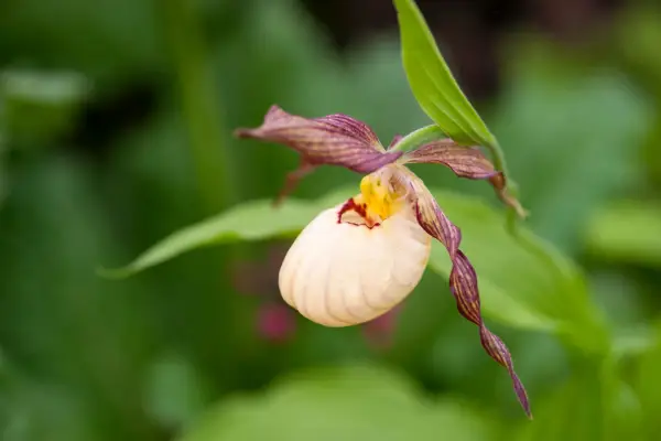 키프립 페디움 'Inge'