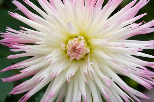 Dahlia 'Marlene Joy'
