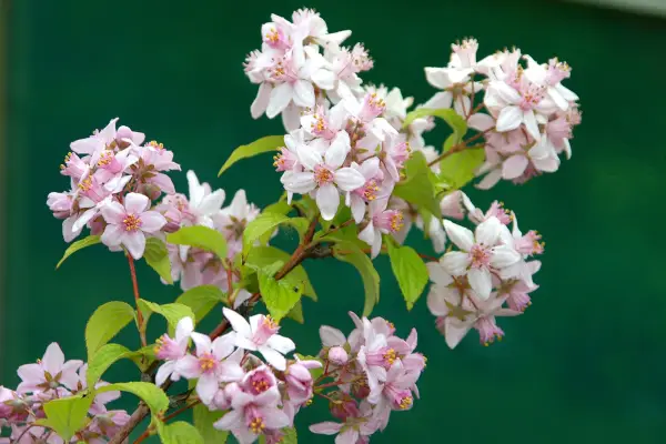 Deutzia 'Mont Rose'