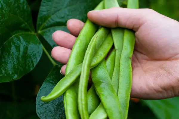 Runner bean 