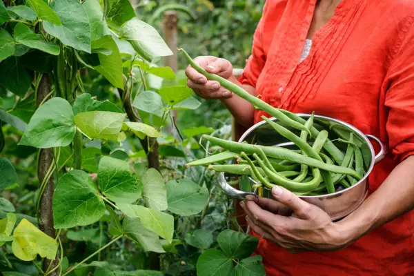 Harvesting runner beans