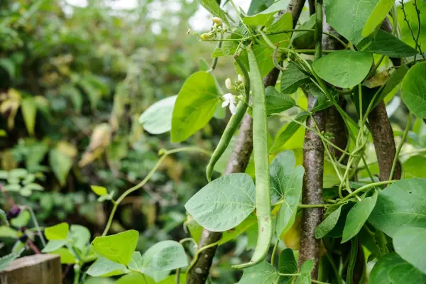 White flowers and pods of runner bean 