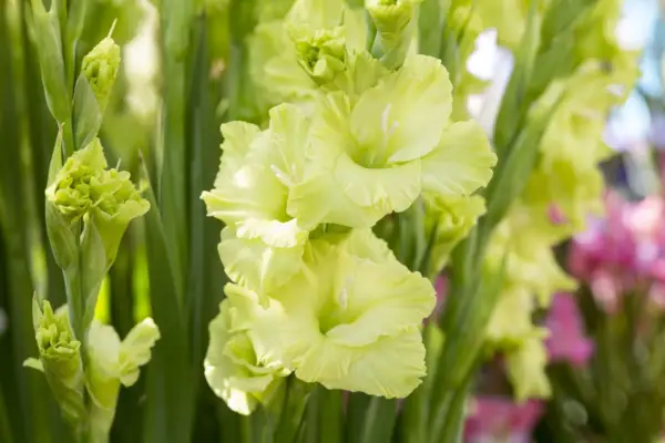 Gladiolus „Zielona gwiazda”