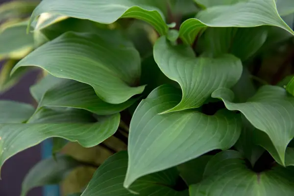 Hosta 'tesouro de um homem'
