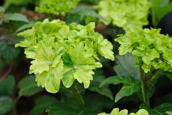 Hortengea macrophylla 'Jade magique'