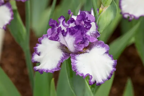 아이리스의 바바라 메이 '