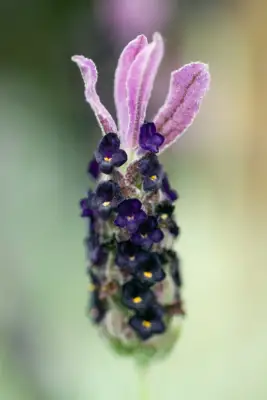 Lavandula angustifolia 'Silver Mist'