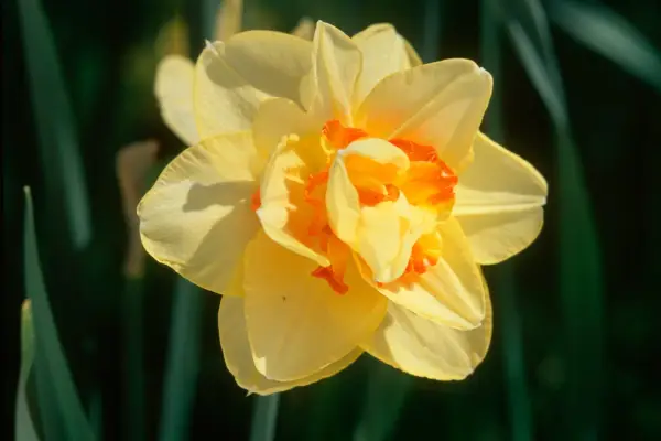 Narcissus 'Texas'