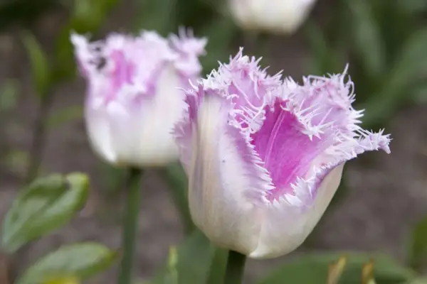 A venit „oviedo”