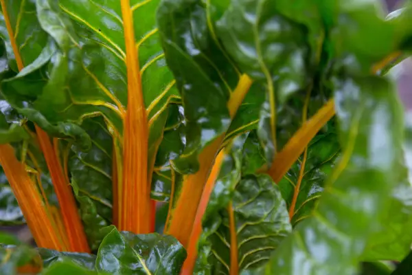 Swiss chard