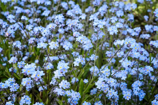 Forget-me-nots