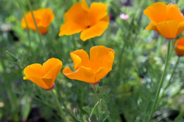 California poppies
