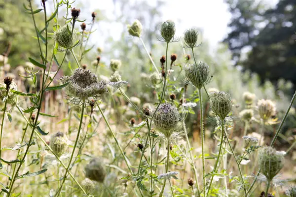 Flowering carrots