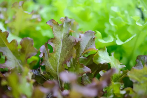 Lettuce salad leaves