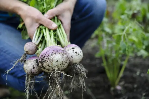 A bunch of turnips freshly pulled up
