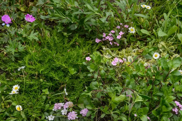 Alternative lawn mix for sunny area with geranium and phlox