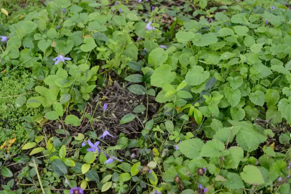 Alternative lawn mix for a shady spot with campanulas and veronica