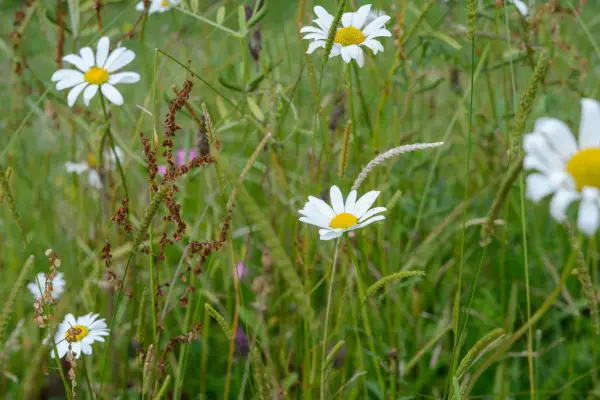 Alternative lawn mix for attracting wildlife with various wildflowers
