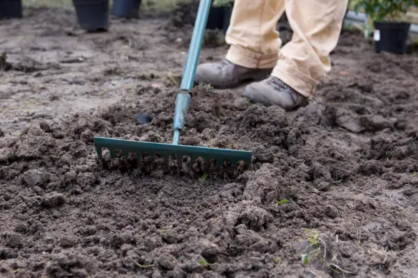 Raking the soil and reducing compaction