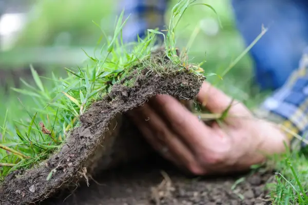 Laying wildflower turf