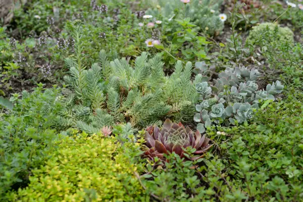 Alternative lawn of sedums, thymes and sempervivums