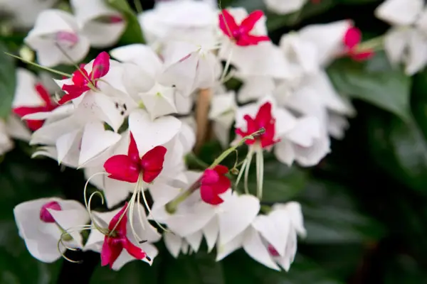 Clerodendrum Thomsoniae