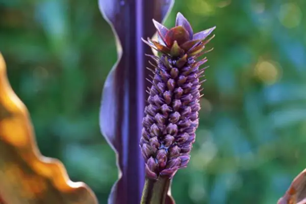 Eucomis Comosa 'Sparkling Burgundy'