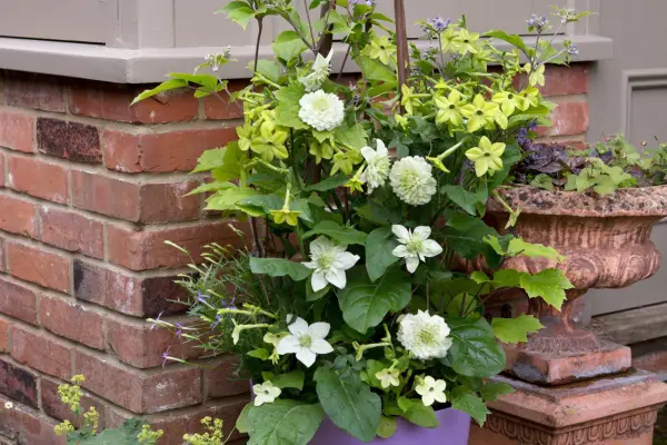 Nicotiana and clematis container