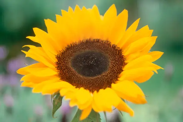 Heliantus Annuus „Sunrich Orange”