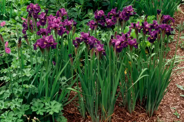 Iris Bird 'Leslled Velvet'