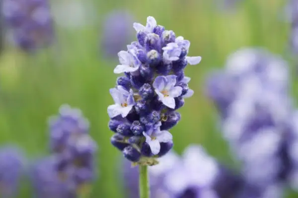 Wantah Angustifololi „Stosuj leigh”