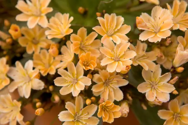 Lewis longipetala 'Little Mango'