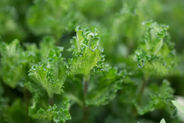 Mentha spicata var. Crispa