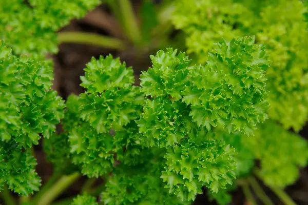 Asclepias 'Aphrodite'