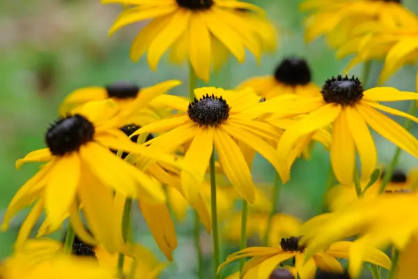 Rudbeckia fulgida var. sullivantii 