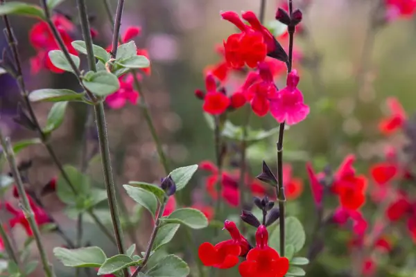 Salvia greggii 'Royal Bumble'