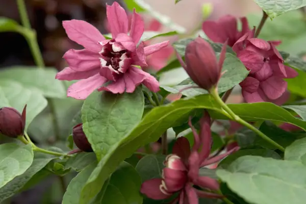 Arbuști care arată bine în mai