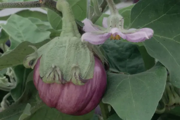 Solanum Melongena '피렌체의 Modician Violetta'