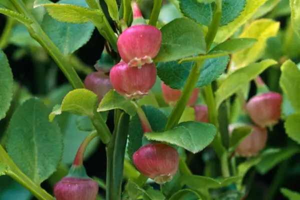 Vaccinium Myrtillus