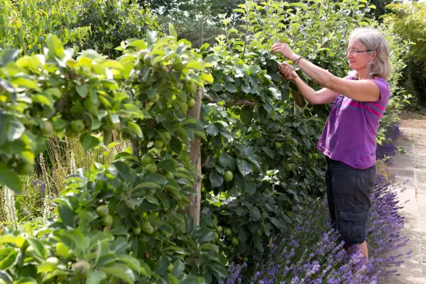 Espalier apple with lavender hedge